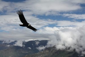 Article – Débordement d’émotions : politique de l’autruche ou du condor des Andes ?