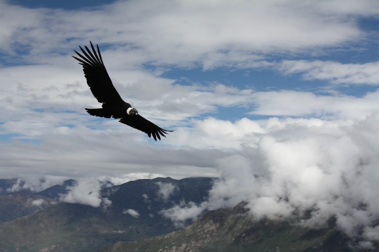 Lire la suite à propos de l’article Article – Débordement d’émotions : politique de l’autruche ou du condor des Andes ?